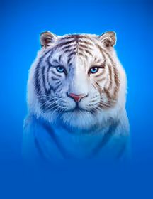 Moon Tiger-game-img